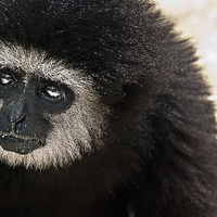Buy canvas prints of Gibbon by Scott Anderson
