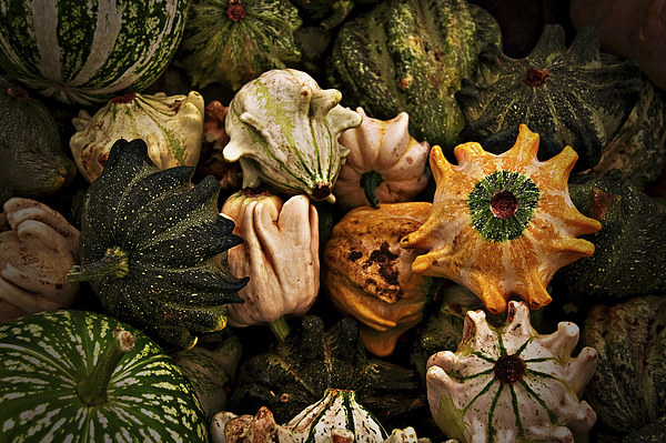 Gourds Still Life Picture Board by Scott Anderson