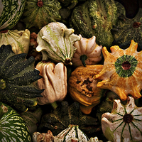 Buy canvas prints of Gourds Still Life by Scott Anderson