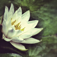 Buy canvas prints of Water Lily by Scott Anderson