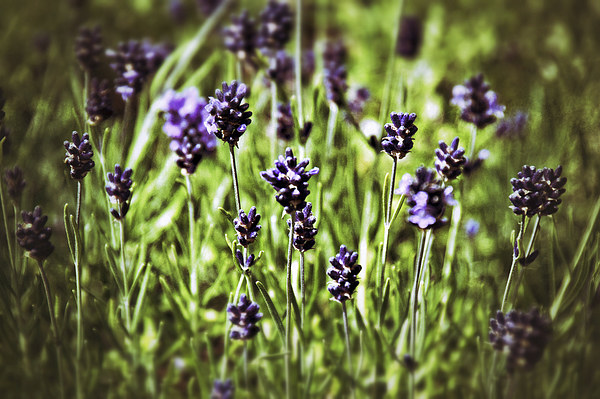 Lavender Flowers Picture Board by Scott Anderson