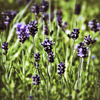Buy canvas prints of Lavender Flowers by Scott Anderson