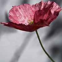 Buy canvas prints of Poppy Flower by Scott Anderson