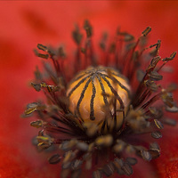 Buy canvas prints of Poppy Close up by Scott Anderson