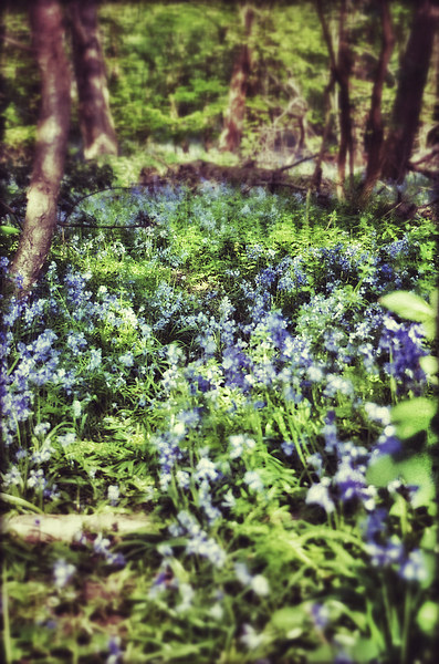 Bluebell Wood Picture Board by Scott Anderson