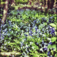Buy canvas prints of Bluebell Wood by Scott Anderson