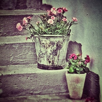 Buy canvas prints of Flowers on Steps by Scott Anderson