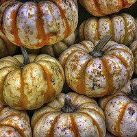 Buy canvas prints of White Pumpkins by Scott Anderson