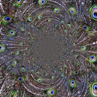 Buy canvas prints of Peacock Vortex by Scott Anderson