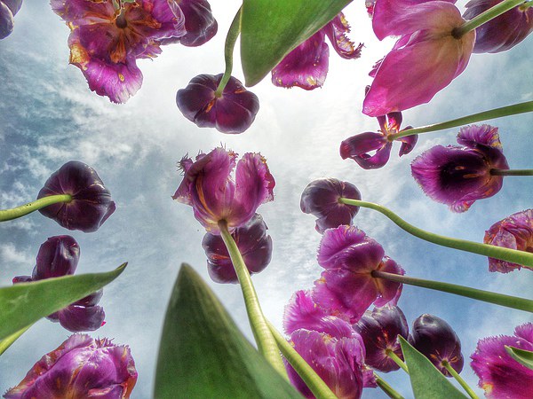 Purple Spring Tulips Picture Board by Scott Anderson