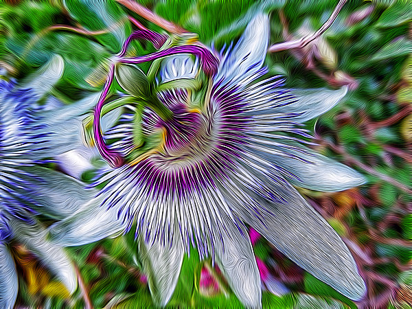 Passion Flower Picture Board by Scott Anderson