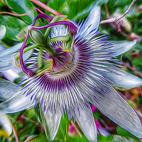 Buy canvas prints of Passion Flower by Scott Anderson