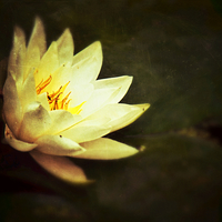 Buy canvas prints of  Water Lily by Scott Anderson