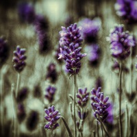 Buy canvas prints of Lavender by Scott Anderson