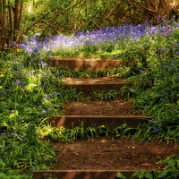 Buy canvas prints of Bluebell Woods in Spring Sunshine by Scott Anderson