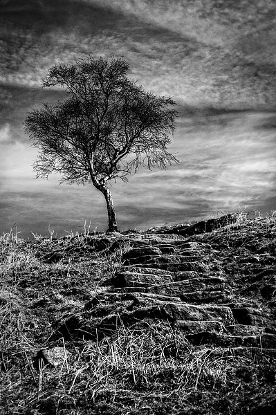  Tree on the Moor Picture Board by Scott Anderson