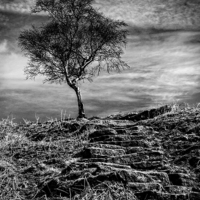 Buy canvas prints of  Tree on the Moor by Scott Anderson
