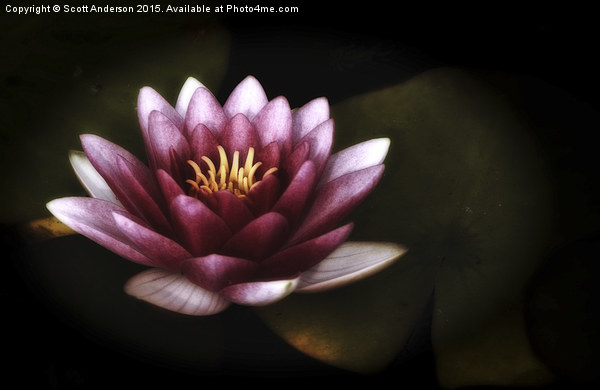  Pink Water Lily Picture Board by Scott Anderson