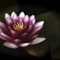 Buy canvas prints of  Pink Water Lily by Scott Anderson