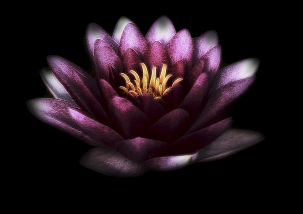  Pink Water Lily Picture Board by Scott Anderson