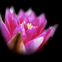 Buy canvas prints of  Pink Water Lily by Scott Anderson