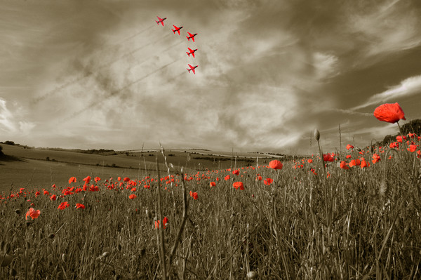 Red Arrows over Poppy Field Picture Board by Scott Anderson