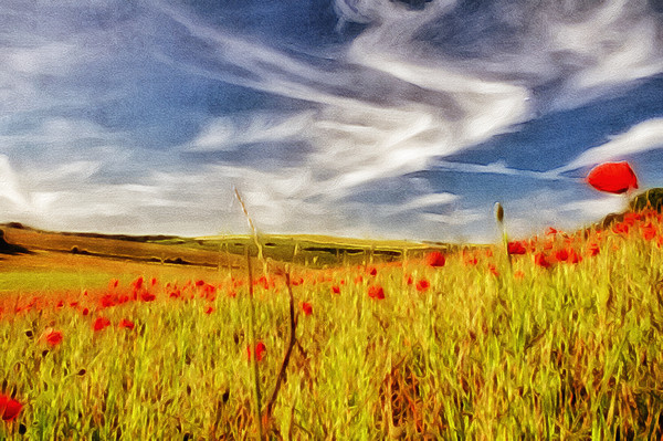 Painted Poppy Field Picture Board by Scott Anderson