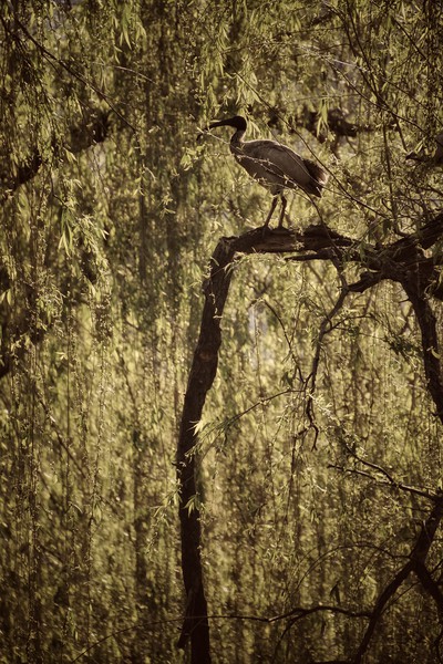 Ibis bird in Willow Tree Picture Board by Scott Anderson