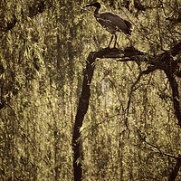 Buy canvas prints of Ibis bird in Willow Tree by Scott Anderson