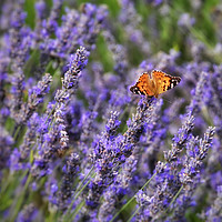 Buy canvas prints of Butterfly and Lavender by Scott Anderson