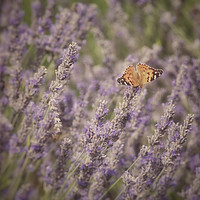 Buy canvas prints of Butterfly on Lavender by Scott Anderson