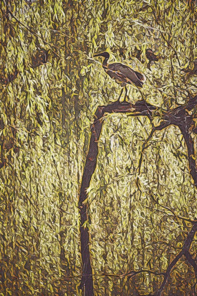 Bird in Tree Picture Board by Scott Anderson