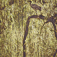 Buy canvas prints of Bird in Tree by Scott Anderson