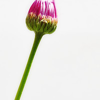 Buy canvas prints of Pink Flower Bud by Scott Anderson