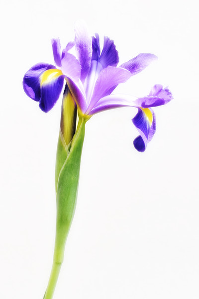 Purple Iris Flower Picture Board by Scott Anderson