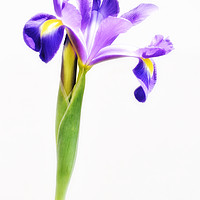 Buy canvas prints of Purple Iris Flower by Scott Anderson