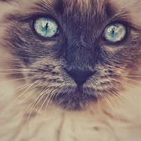 Buy canvas prints of Blue Eyed Cat by Scott Anderson