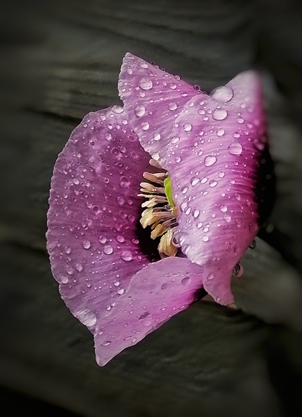 Raindrops on Poppy Picture Board by Scott Anderson