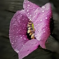 Buy canvas prints of Raindrops on Poppy by Scott Anderson