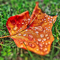 Buy canvas prints of Autumnal Leaf and Water Drop by Scott Anderson