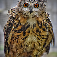 Buy canvas prints of Eagle Owl by Scott Anderson