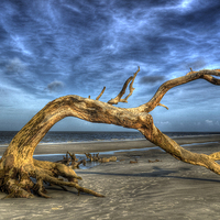 Buy canvas prints of Wind Bent Driftwood by Greg Mimbs
