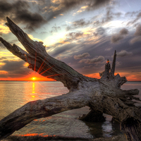 Buy canvas prints of Driftwood Sunset by Greg Mimbs