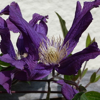 Buy canvas prints of Purple Clematis by Stephen Cocking