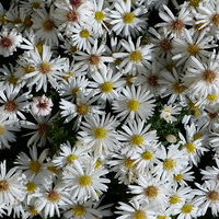 Buy canvas prints of White Aster Flowers by Stephen Cocking