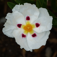Buy canvas prints of White Cistus Flower by Stephen Cocking