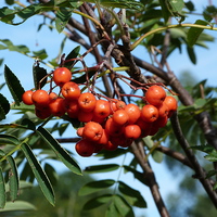 Buy canvas prints of Berries on Mountain Ash Tree by Stephen Cocking
