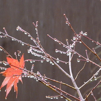 Buy canvas prints of Water Droplets on Acer Tree by Stephen Cocking