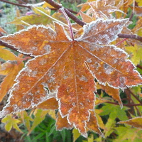 Buy canvas prints of Frosty Acer Tree Leaves by Stephen Cocking