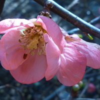 Buy canvas prints of Chaenomeles - Geisha Girl by Stephen Cocking